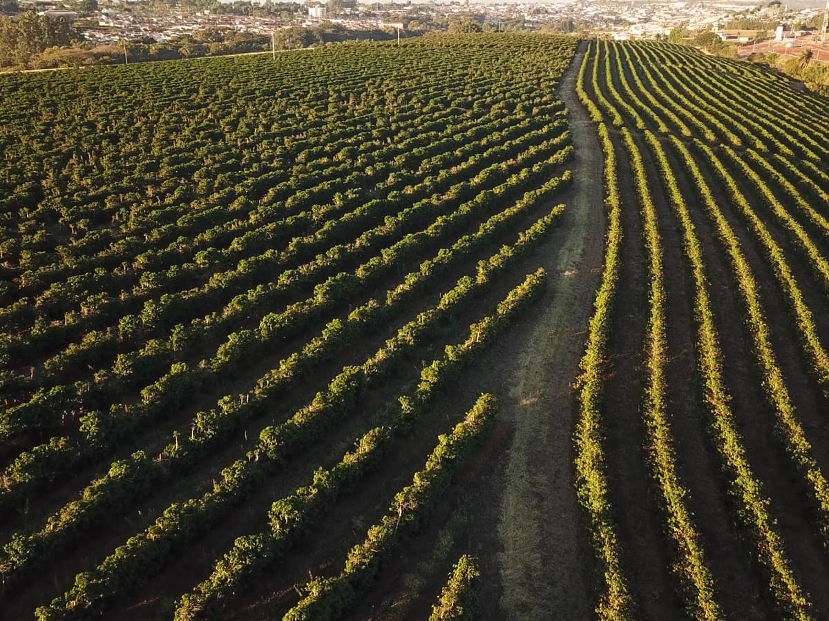 Coffee fields in the mountains near Carmo de Minas, Brazil, showing how Vavus AI translation helps coffee buyers and roasters talk with Brazilian coffee farmers in Portuguese.